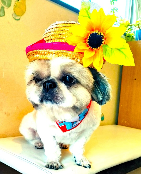 りんたんページ トイプードル ウェディング りんたん様専用ページ トイプードル ウェディング